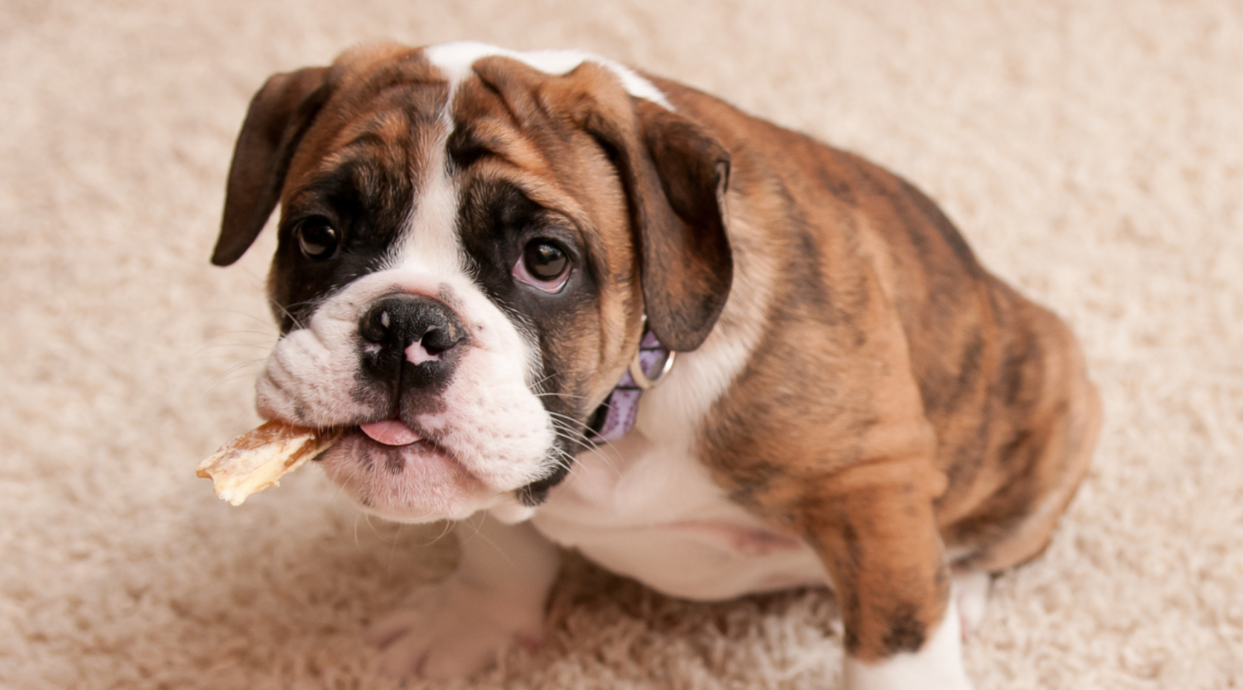 Blog title is 7 best natural chews for puppies. Image is of a brown and white puppy eating a puppy chew - chews puppies