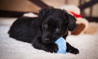 Puppy Enrichment / Dog Enrichment Toy