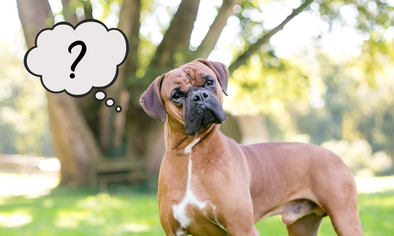 Boxer dog - what are hypoallergenic dog treats?
