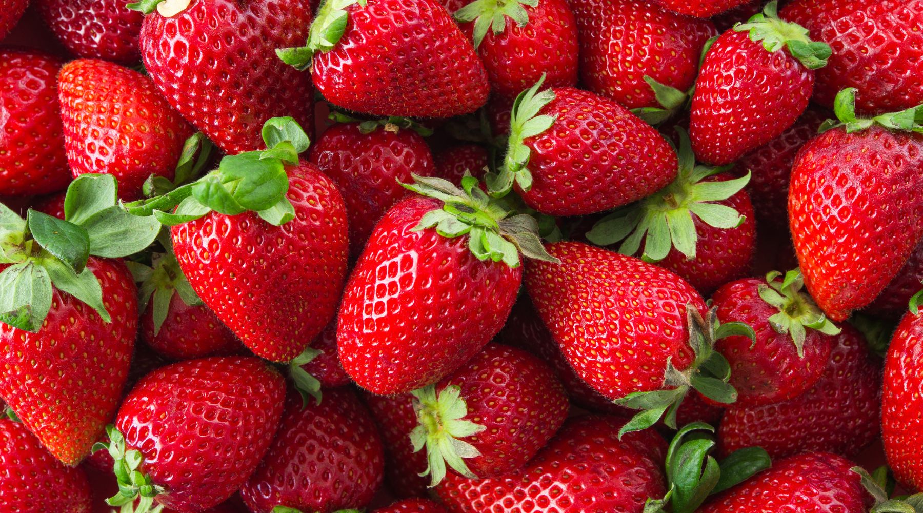 Can dogs have strawberry - Image is a pile of red, juicy strawberries that still have their green stem attached.