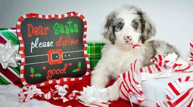 Christmas dog with a sign saying "dear Santa, please define good". Essential dog Christmas safety tips.