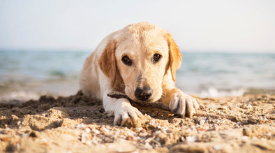 UK heatwave: How to keep dogs cool in the summer - Yellow labrador lying on the beach with a stick on a sunny day