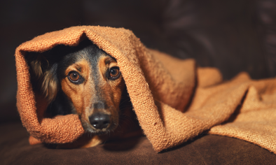 A small brown and black dog curled up under an orange blanket