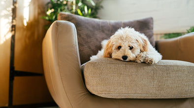 Fun things to do with dogs when stuck indoors / mental stimulation for dogs - White dog lying on a soft brown seat.