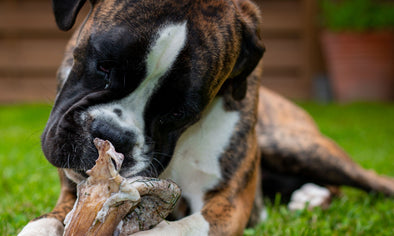 Is rawhide bad for dogs uk