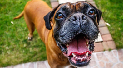 Canine enrichment for reactive dogs - Close-up image of a red boxer dog's face with its mouth open and panting.