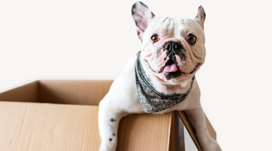 Brain games for dogs: Snuffle Box. Image is a white dog in a cardboard box.