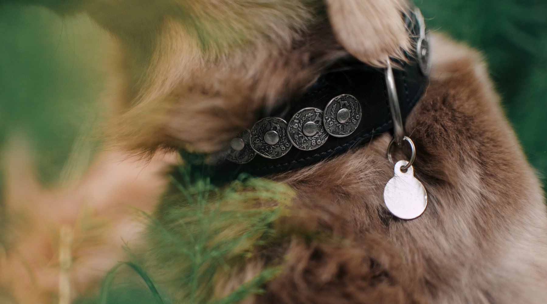 Dog tags sale attached to collar